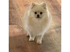 Pomeranian Puppy for sale in Enumclaw, WA, USA