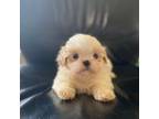 Shih Tzu Puppy for sale in Troy, MI, USA