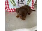 Dachshund Puppy for sale in Salvisa, KY, USA