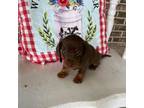 Dachshund Puppy for sale in Salvisa, KY, USA