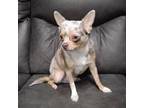 Chihuahua Puppy for sale in Catawba, NC, USA
