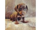Dachshund Puppy for sale in Willow Springs, MO, USA