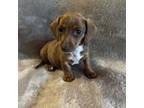 Dachshund Puppy for sale in Willow Springs, MO, USA