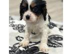 Cavalier King Charles Spaniel Puppy for sale in Elgin, OR, USA