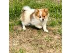 Pomeranian Puppy for sale in Richland, MO, USA