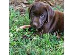 Labrador Retriever Puppy for sale in Newnan, GA, USA