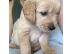 Golden Retriever Puppy for sale in Boaz, AL, USA