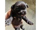 Shih Tzu Puppy for sale in Westminster, SC, USA