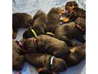 Rottweiler Puppy for sale in Billings, MT, USA