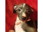 Italian Greyhound Puppy for sale in Clinton, SC, USA