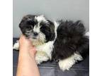 Shih Tzu Puppy for sale in Barnstable, MA, USA