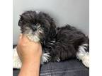 Shih Tzu Puppy for sale in Barnstable, MA, USA