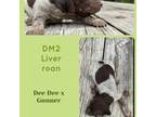 DM2 liver roan