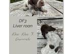 DF3 liver roan