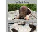 German Shorthaired Pointer Puppy for sale in Lufkin, TX, USA