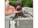 German Shorthaired Pointer Puppy for sale in Lufkin, TX, USA
