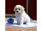 Shih-Poo Puppy for sale in Topeka, IN, USA