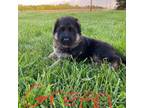 German Shepherd Dog Puppy for sale in Manitowoc, WI, USA
