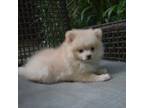 Pomeranian Puppy for sale in Dinwiddie, VA, USA