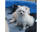 Pomeranian Puppy for sale in Dinwiddie, VA, USA