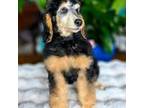 Mutt Puppy for sale in Ardmore, OK, USA
