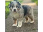 Australian Shepherd Puppy for sale in Brookfield, MO, USA