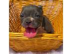 Olde English Bulldogge Puppy for sale in Jacksonville, FL, USA