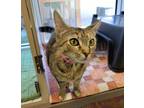 Adopt IVY a Domestic Short Hair, Domestic Medium Hair