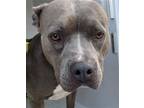 Adopt JORDAN a Pit Bull Terrier