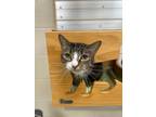 Adopt SCRIMSHAW a Domestic Short Hair