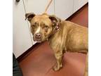 Adopt Ariella a Pit Bull Terrier, Boxer