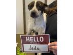 Adopt Jada a Cattle Dog, Mixed Breed