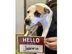 Adopt Jasmine a Cattle Dog, Mixed Breed