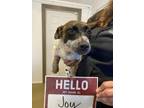 Adopt Joy a Cattle Dog, Mixed Breed