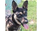 Adopt Jalapeno Popper a Shepherd, Mixed Breed