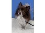 Adopt Luci a Pomeranian, Mixed Breed