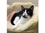 Adopt Bertha a Domestic Short Hair