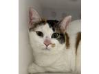 Adopt Dot a Domestic Medium Hair