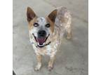 Adopt Sally a Cattle Dog