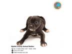 Adopt COAL a Labrador Retriever, Mixed Breed