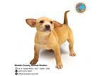 Adopt TANNY a Labrador Retriever, Mixed Breed