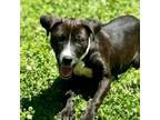 Adopt Nugent a Pit Bull Terrier