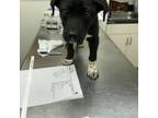 Adopt Makayla a Black Labrador Retriever, Pit Bull Terrier