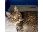 Adopt Jerry (Muffin) a Domestic Short Hair