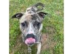 Adopt Clarabelle a Mixed Breed