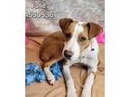 Adopt JUNE a Mixed Breed