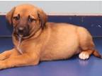 Adopt Cagney a Black Mouth Cur