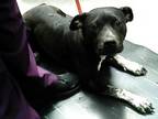 Adopt ESPRESSO a Pit Bull Terrier, Mixed Breed