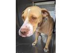 Adopt WHITNEY a Pit Bull Terrier