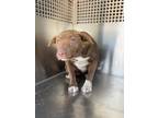 Adopt LAYLA a Labrador Retriever, Pit Bull Terrier